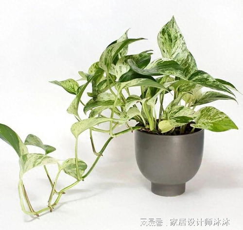 “室内植物长期缺光，如何养护