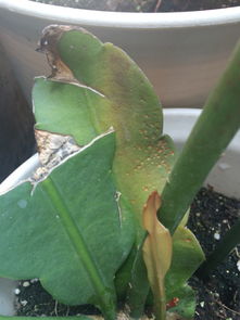 昙花叶子蔫了是缺水还是病虫害