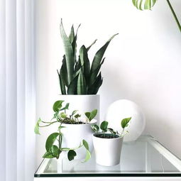 北京庭院阳台常绿草本植物耐寒品种介绍