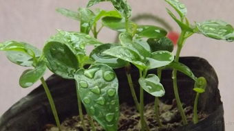 百香果果期长，爆款花卉周期佳