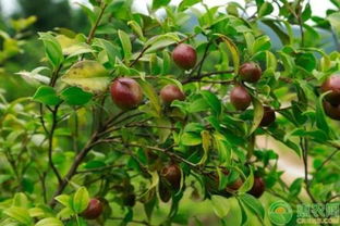 一、 传统智慧与现代科技的结合