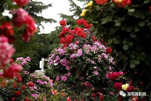 春暖花开， 月季种植好时节