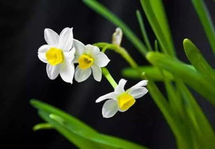 水仙花肥料那些事儿