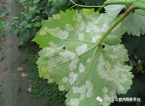 百腐病和灰霉病：一场植物病害的较量