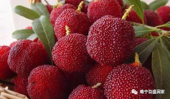 北方地区， 这样种才保险