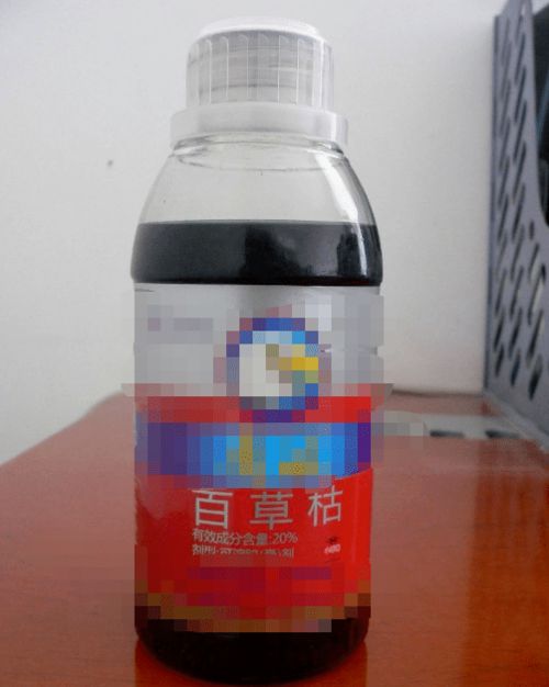 百草枯：牛的生命杀手