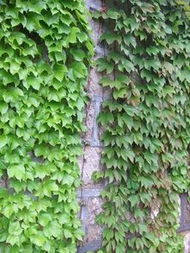 爬山虎的花， 五彩斑斓的秘密