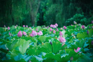 荷塘月色下的种植成本之谜