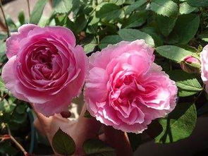 五、铃之妖精月季