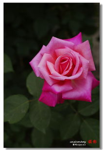 微型月季， 小巧玲珑