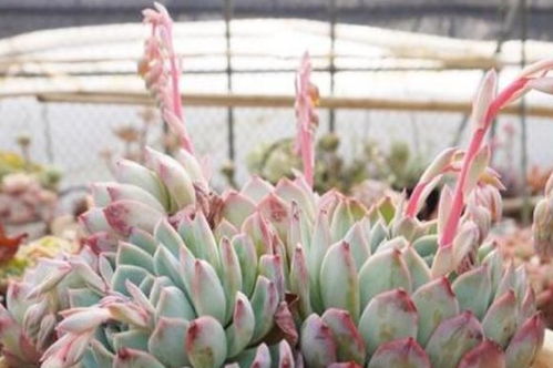 夏日炎炎，多肉植物怎么养？