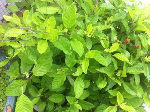板蓝根最适合在什么季节种植？