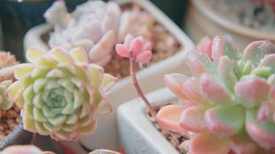 适合宿舍养的花儿们