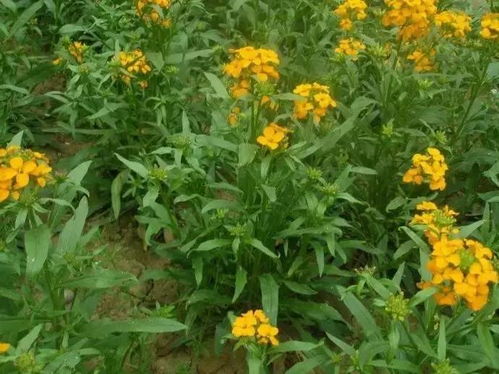 秋季种植，这些耐寒花卉你值得拥有！