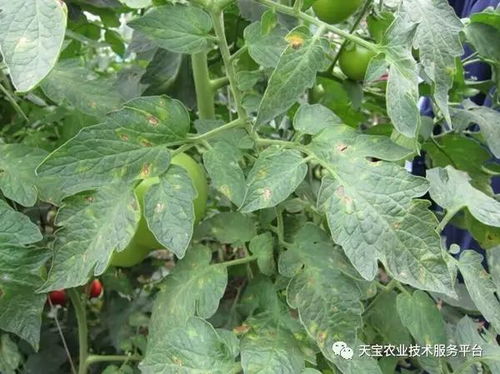 土壤选择， 蒜苗的好伙伴