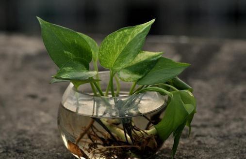 嫁接绿萝，为何少见