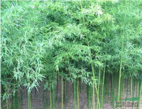 竹类病虫害综合管理技术