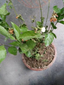 茶花修剪：先剪枝干