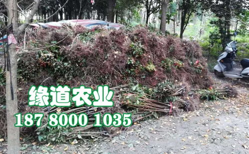 没土肥，咋办？