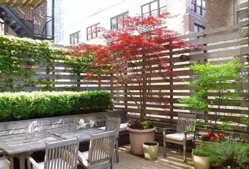 朝北的院子也嫩养开花植物