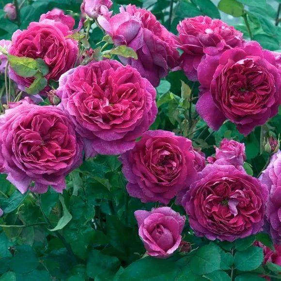 月季浇水过多烂根，过少黄叶，揭秘每月浇多少水Zui合适？