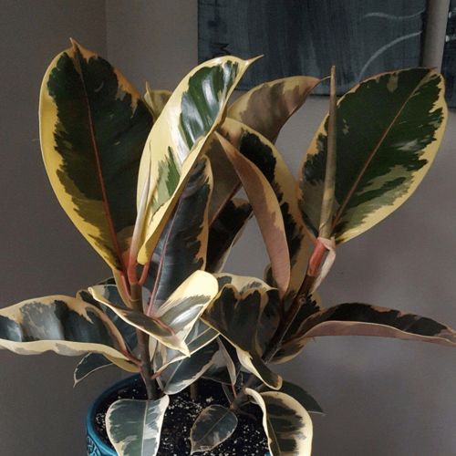 橡皮树的品种数量揭秘