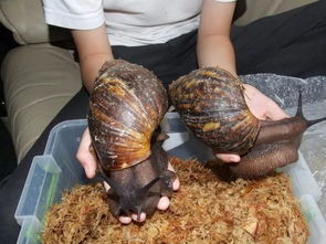 非洲大蜗牛：田园的破坏者