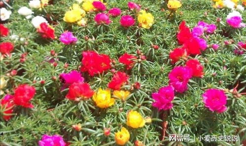 夏天高温，花朵变小怎么办？