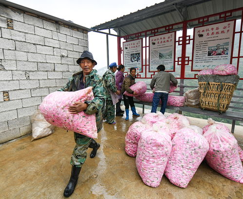 玫瑰花苗养护：从幼苗到盛开