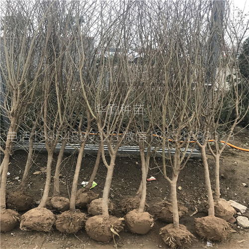 丛生苗生长过程中的常见病虫害