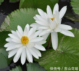 小芽长大成睡莲的过程