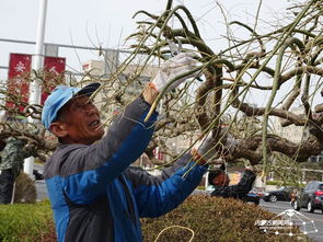 春天修剪树枝的小秘密