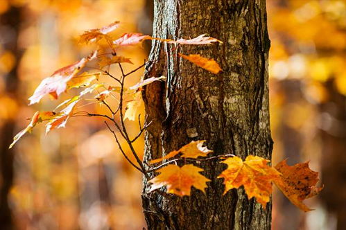 秋季牧草，选择对了收益翻倍！