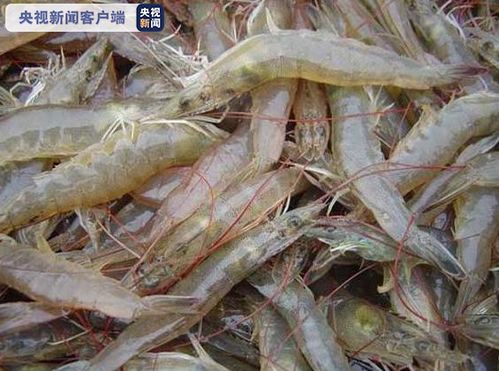 提升土塘白虾养殖成功率，细节管理至关重要