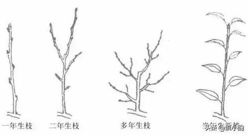 如何根据铁杆海棠的生长情况，绘制修剪枝条的海棠修剪方法图解