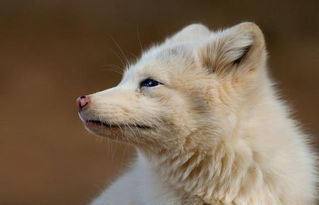 北极狐育种标准：确保种狐品质的科学方法