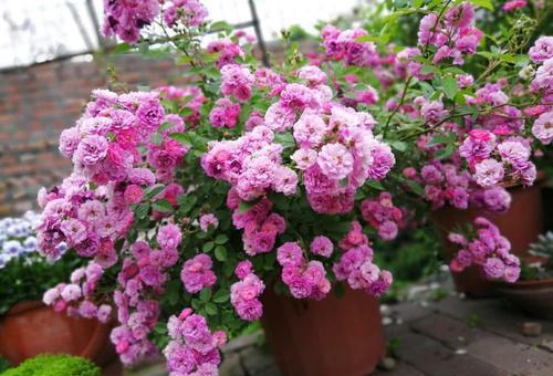 月季养护，浇水施肥那些事儿