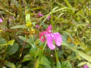 常见草花， 让你眼花缭乱