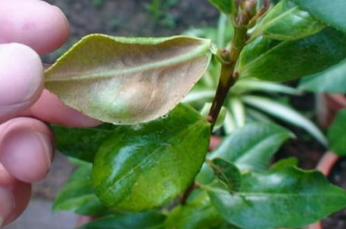 茶花换盆后大量掉叶怎么办？有哪些有效的养护补救技巧