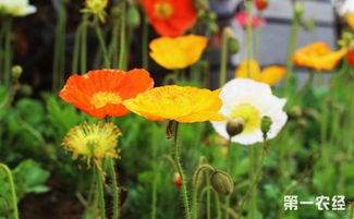 一、虞美人的种植方法，简单到你想不到