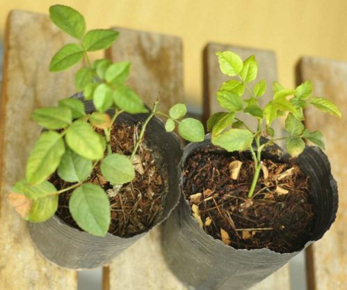 月季小苗的成长之路：第一步——生根发芽