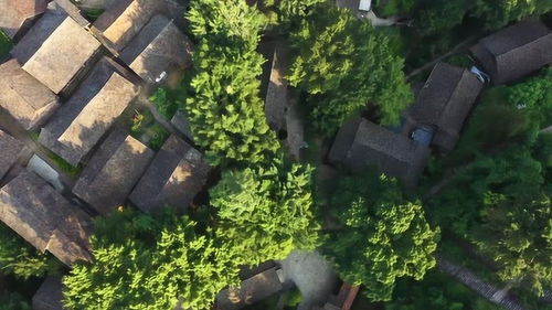 兰花根买回后如何巧妙拆分