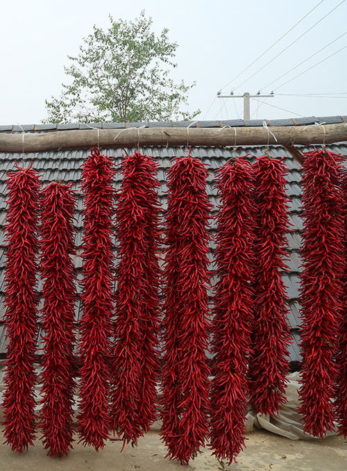 地上覆盖材料大揭秘