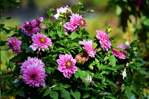 大丽花：色彩斑斓的花园