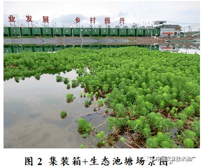 沉水植物，水质净化的秘密武器