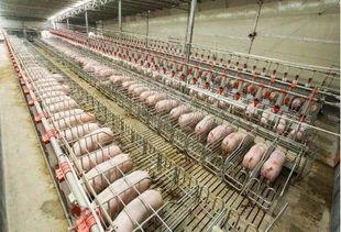 科学选址是猪场布局关键，科学布局创新养殖模式