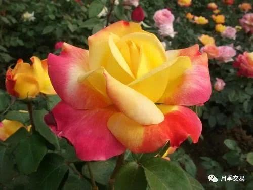 御用马车月季， 城市绿化的佼佼者