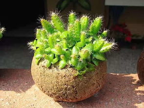 新手种植避坑指南全解析：