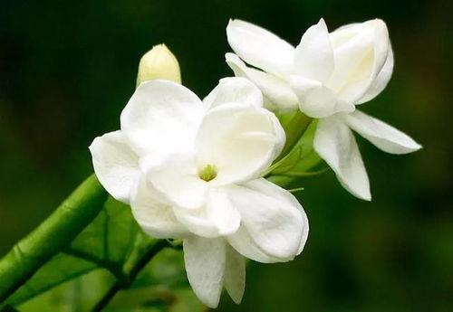 栀子花花苞掉落，是何原因导致