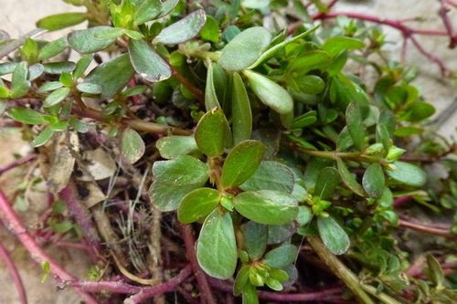 土壤难题大破解